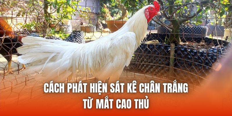 Cách phát hiện sát kê chân trắng từ mắt cao thủ