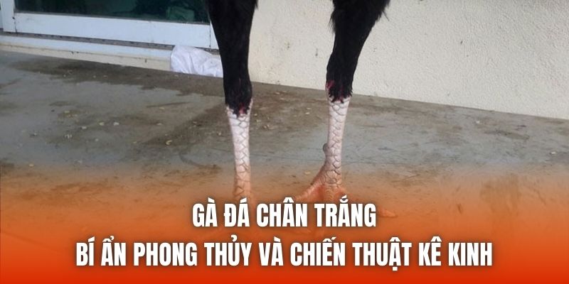 Gà đá chân trắng - Bí ẩn phong thủy và chiến thuật kê kinh
