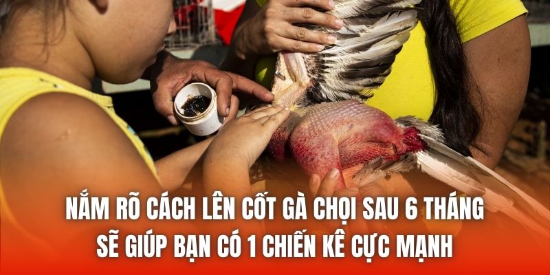 Nắm rõ cách lên cốt gà chọi sau 6 tháng sẽ giúp bạn có 1 chiến kê cực mạnh
